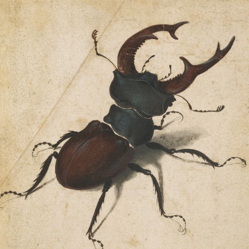 Stag Beetle by A. Durer
