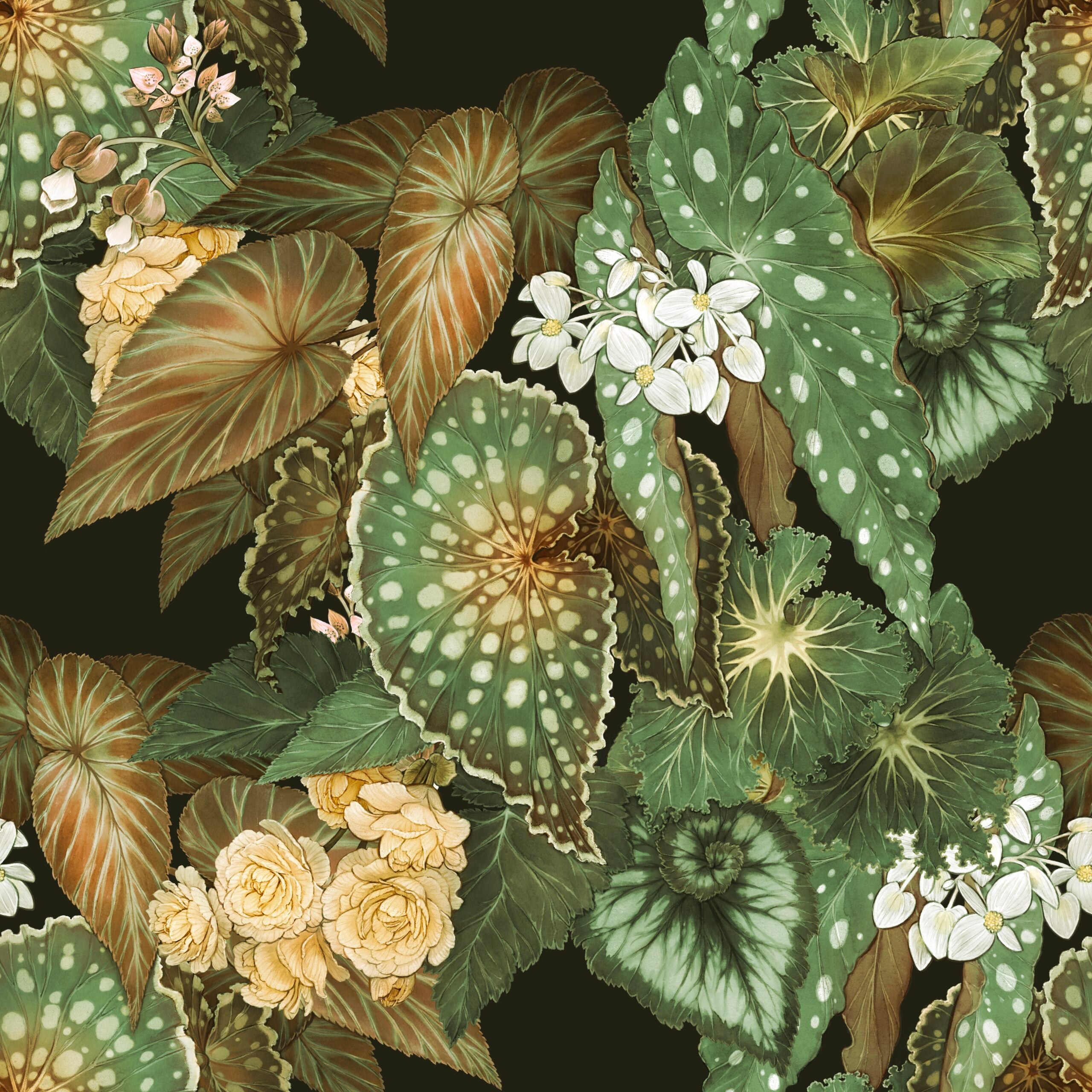 Begonia - Earthy Green