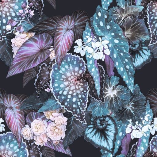 Begonia - Evening