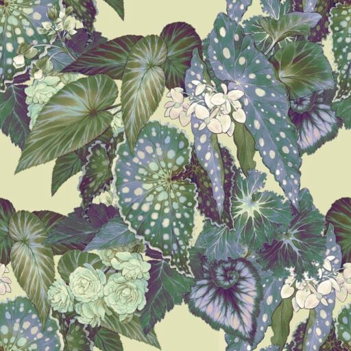 Begonia - Lemon