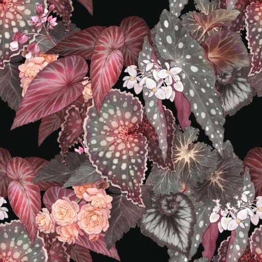 Begonia - Night