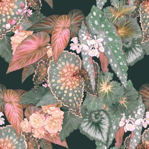 Begonia - Peachy Green
