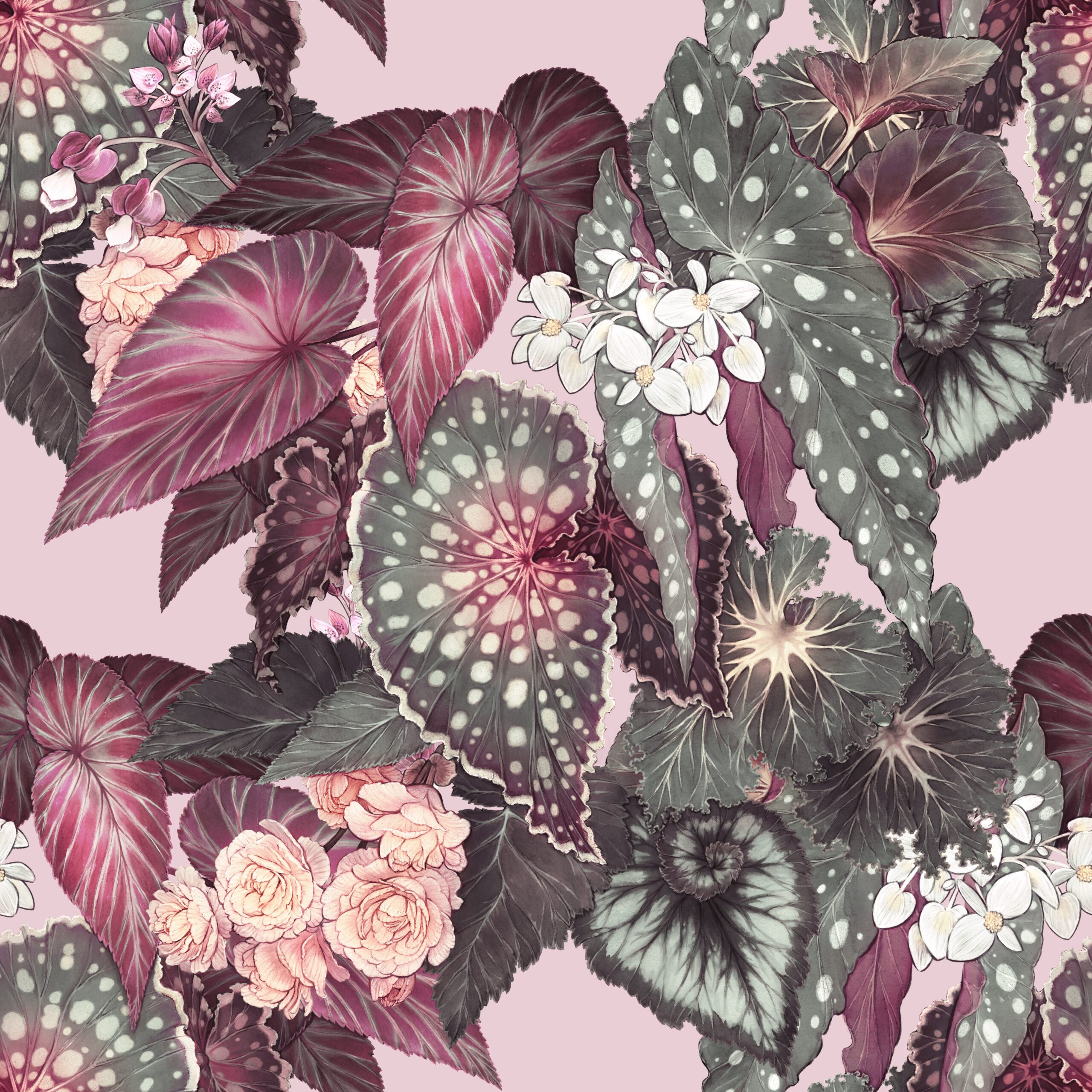 Begonia - Rose
