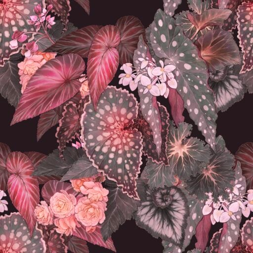 Begonia - Sunrise