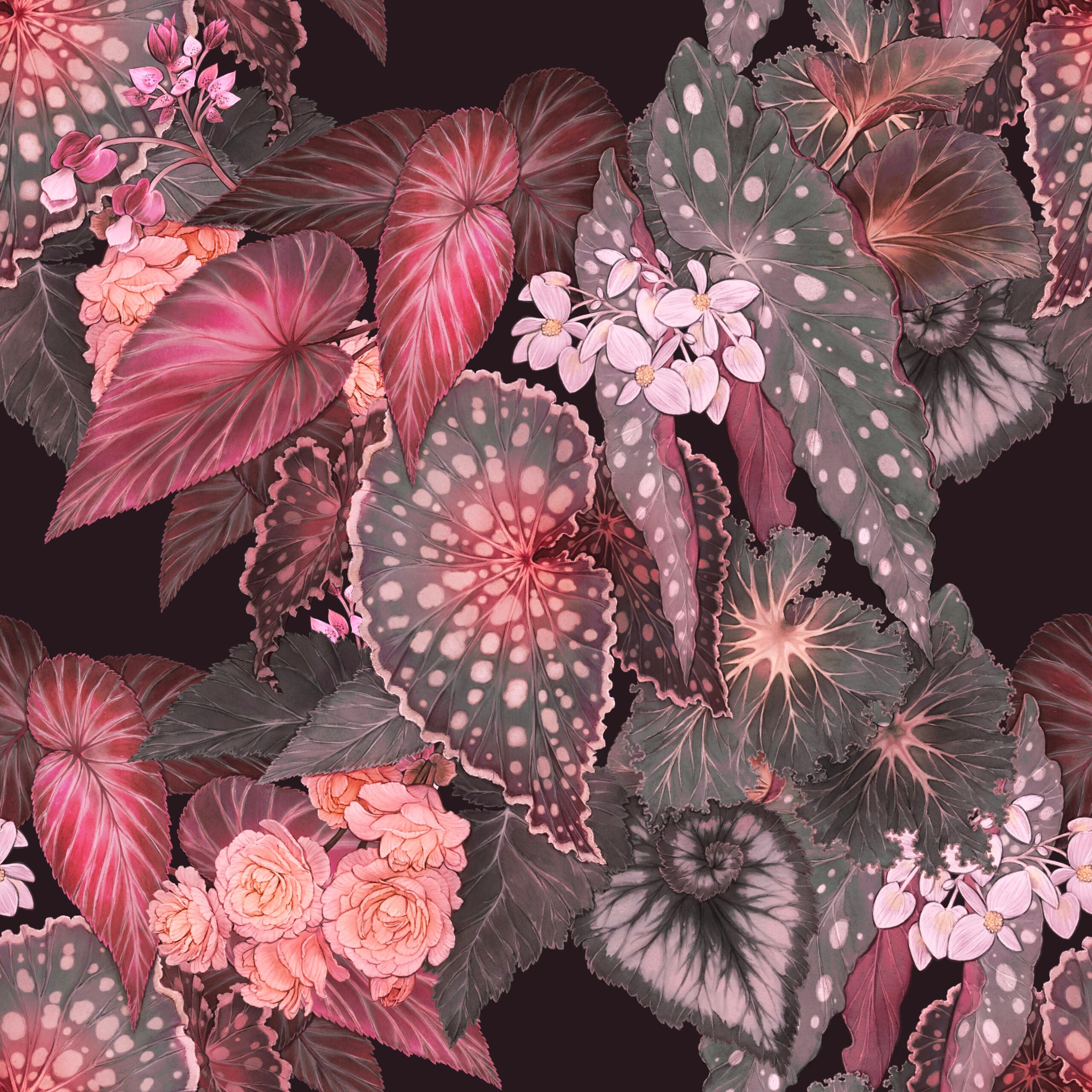 Begonia - Sunrise