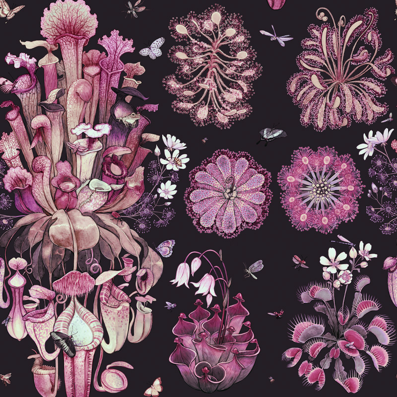 Carnivorous - Plum - Image 2