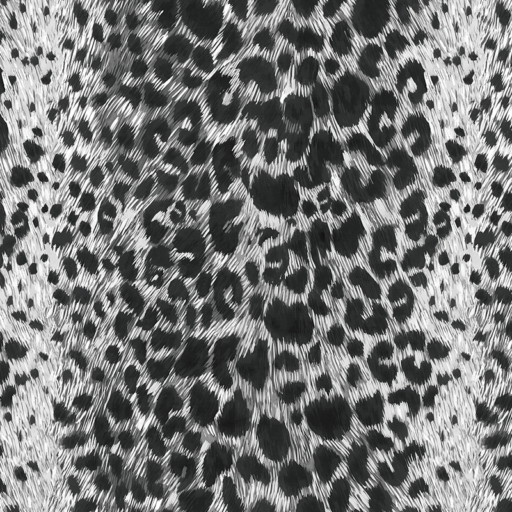 FUNKY_LEOPARD_BW_THARIEN_SMITH
