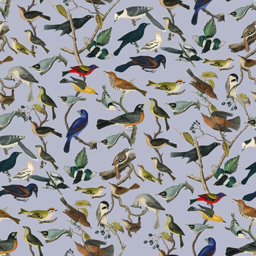 Birds of Paradise
