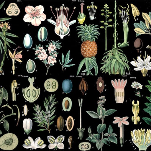 Black Botany