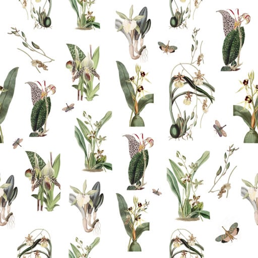 Classic Orchid