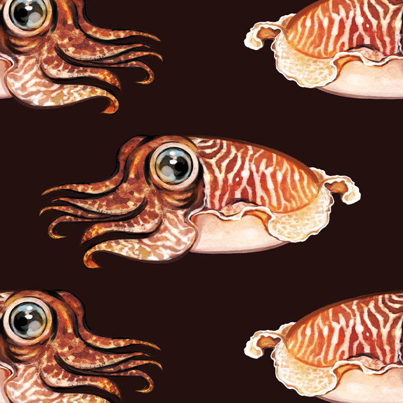 Cuttlefish - Maroon