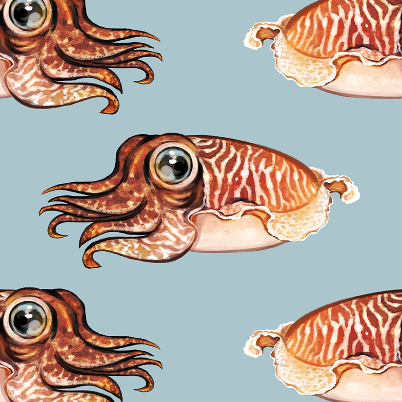 Cuttlefish - Seafoam
