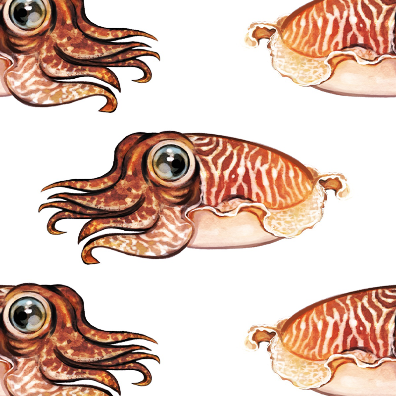 Cuttlefish - White