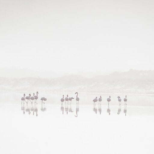 Flamingoes in the mist
