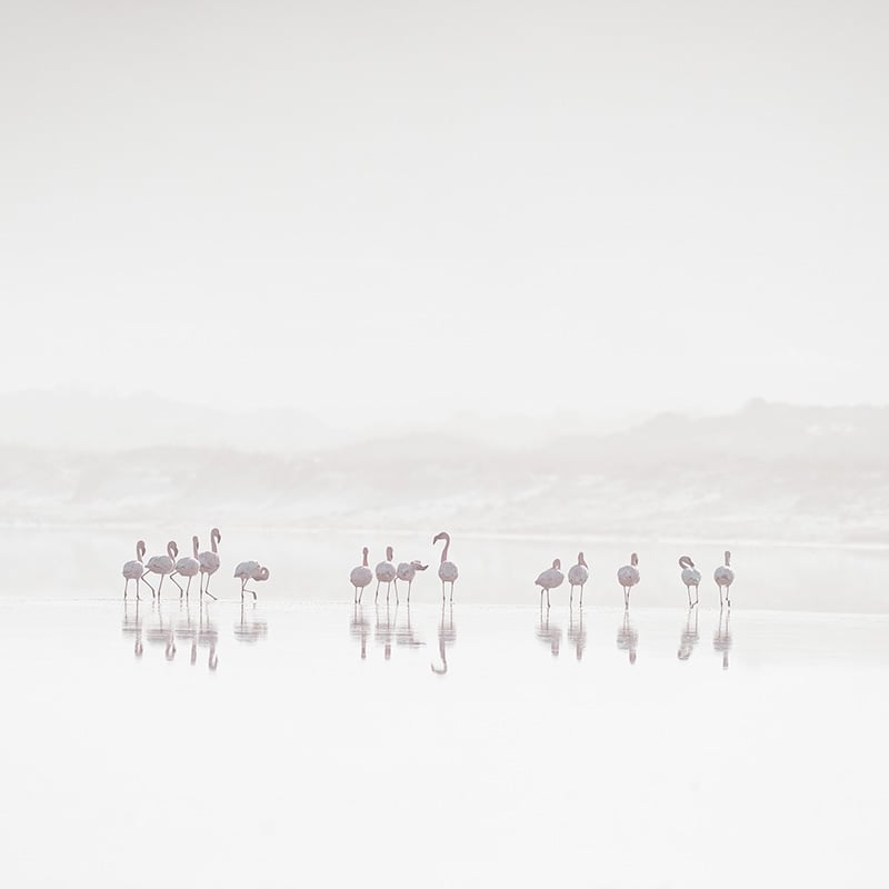 Flamingoes in the mist