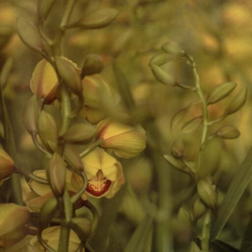 Golden Orchid