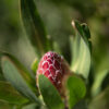 Fynbos Chrysalis- Eva- Lotta wallpaper