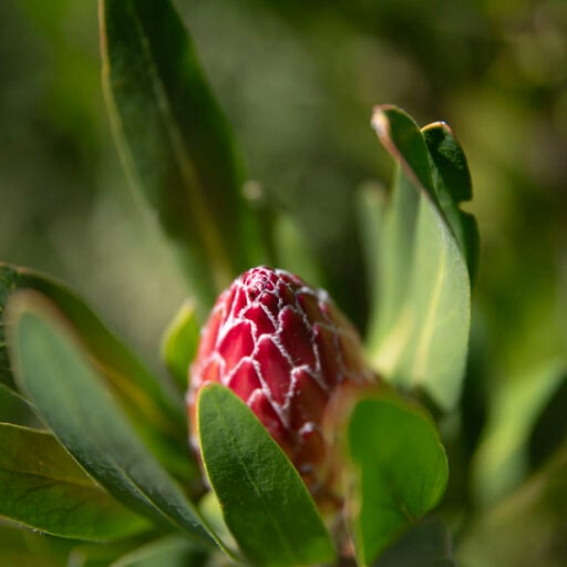 Fynbos Chrysalis- Eva- Lotta wallpaper