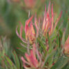 Fynbos Flare Eva-Lotta wallpaper