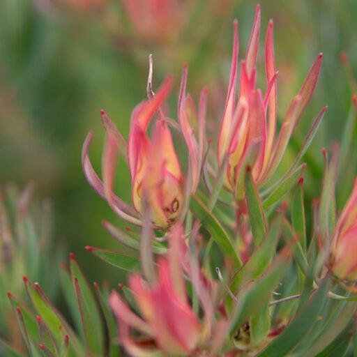 Fynbos Flare Eva-Lotta wallpaper