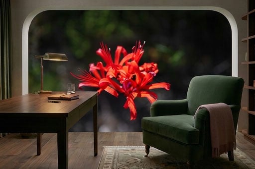 Alternative view of Jewel Lily