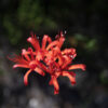 Jewel Lily Eva-Lotta wallpaper