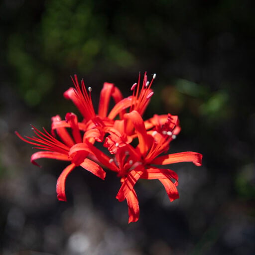 Jewel Lily Eva-Lotta wallpaper