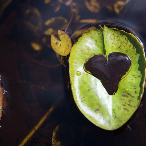 Mud Heart Eva-Lotta wallpaper