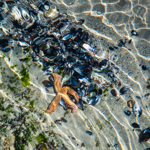 Sea Star
