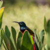 Sunbird Eva-Lotta wallpaper