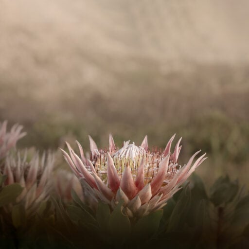 wild king protea wallpaper