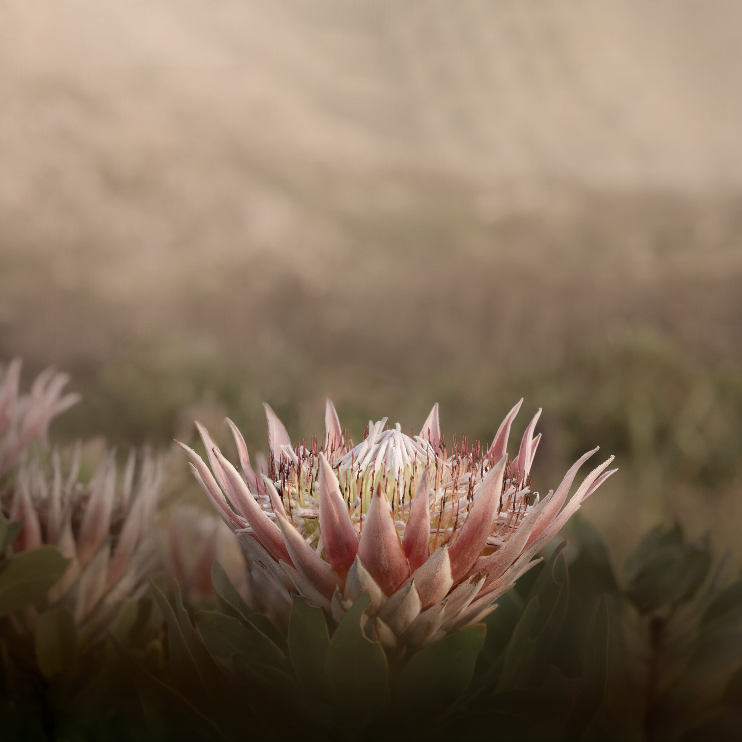 Wild King Protea